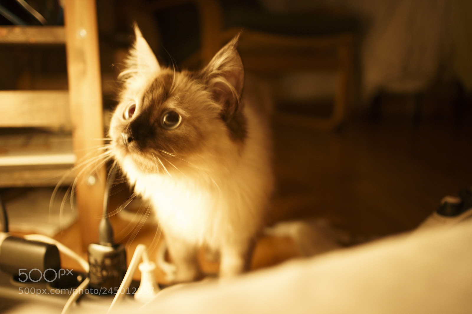 Canon EOS M sample photo. котик photography