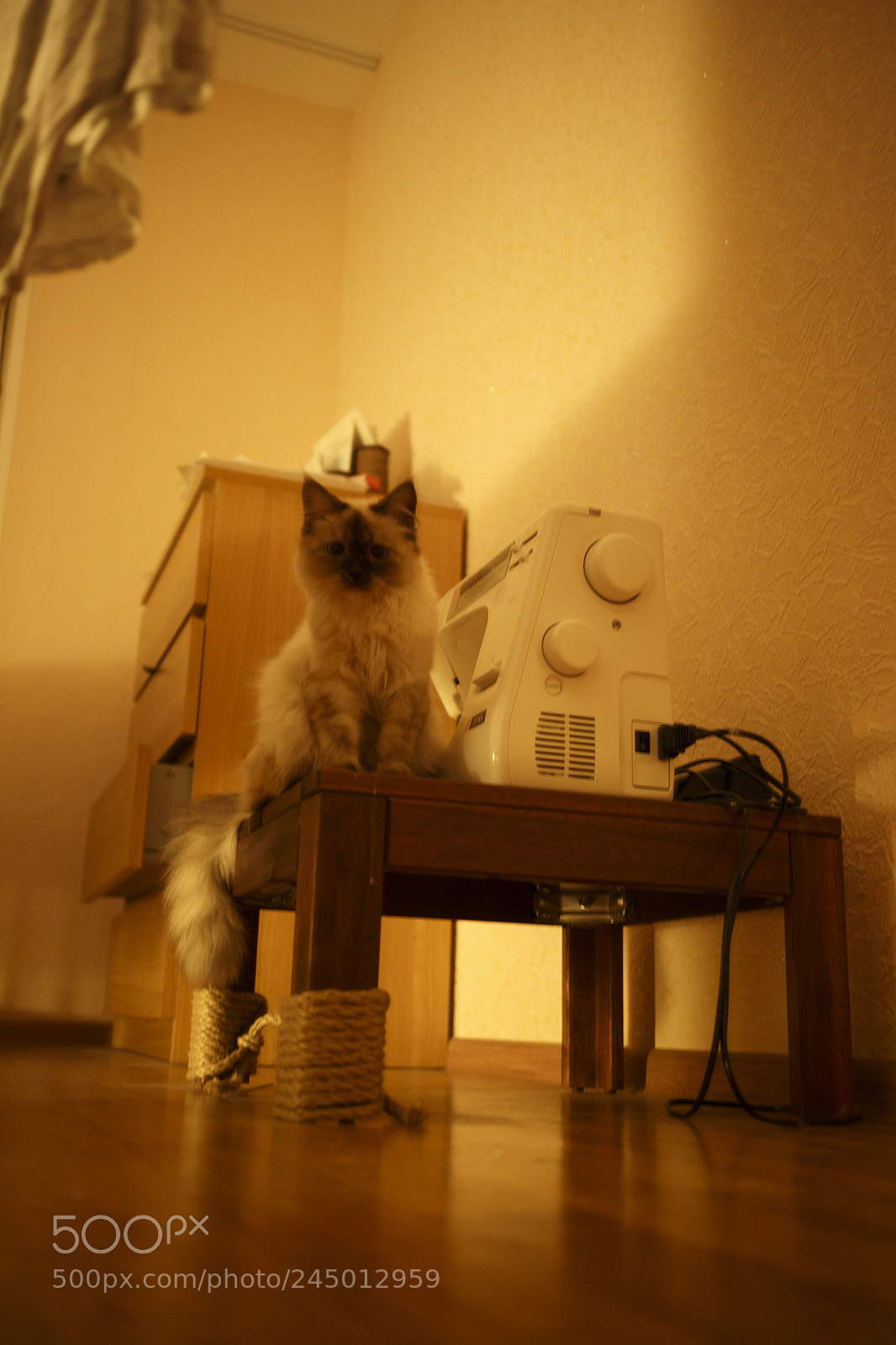 Canon EOS M sample photo. котик photography