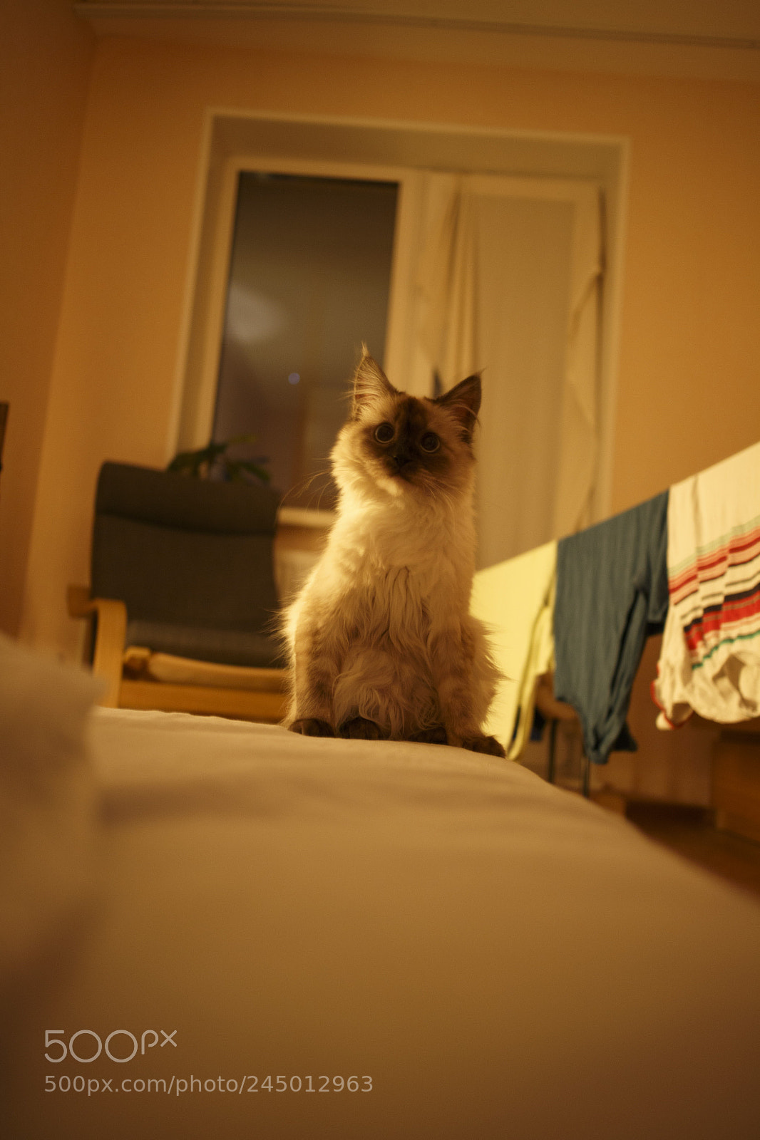 Canon EOS M sample photo. котик photography