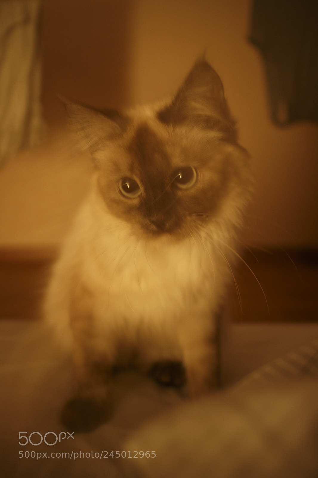 Canon EOS M sample photo. котик photography