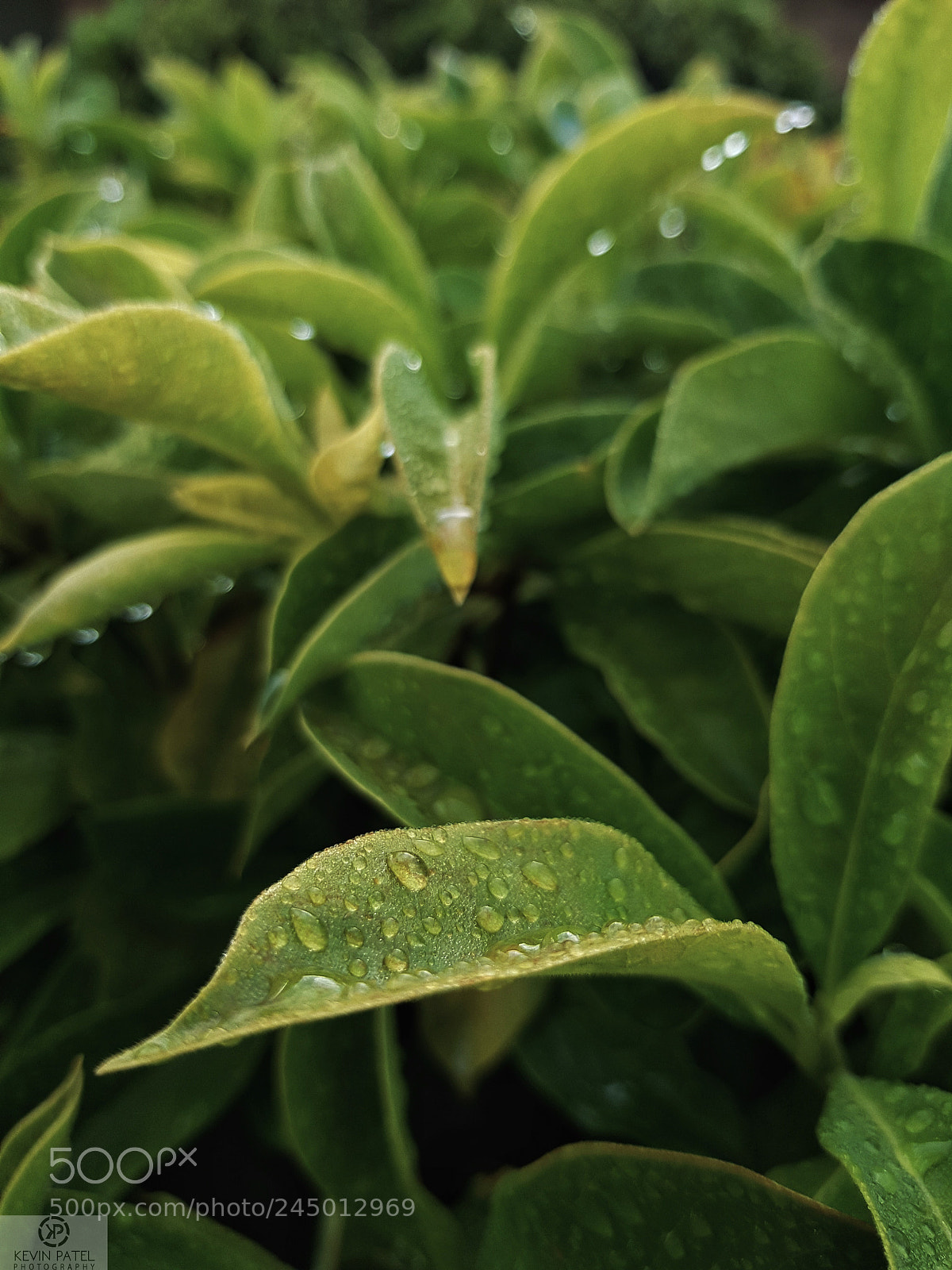 Samsung Galaxy S8 sample photo. Morning dew..? photography