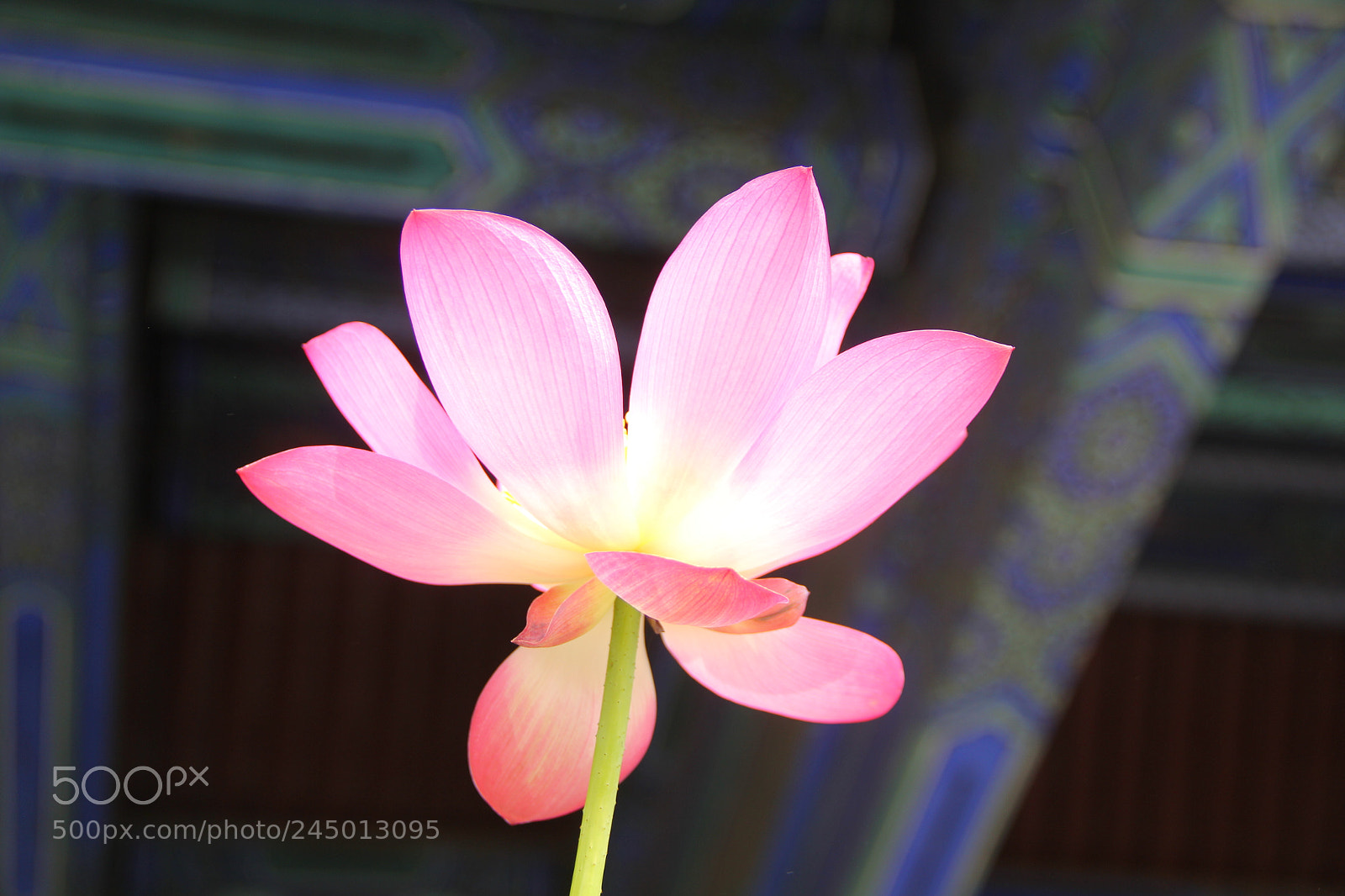 Canon EF-S 18-135mm F3.5-5.6 IS sample photo. Lotus photography