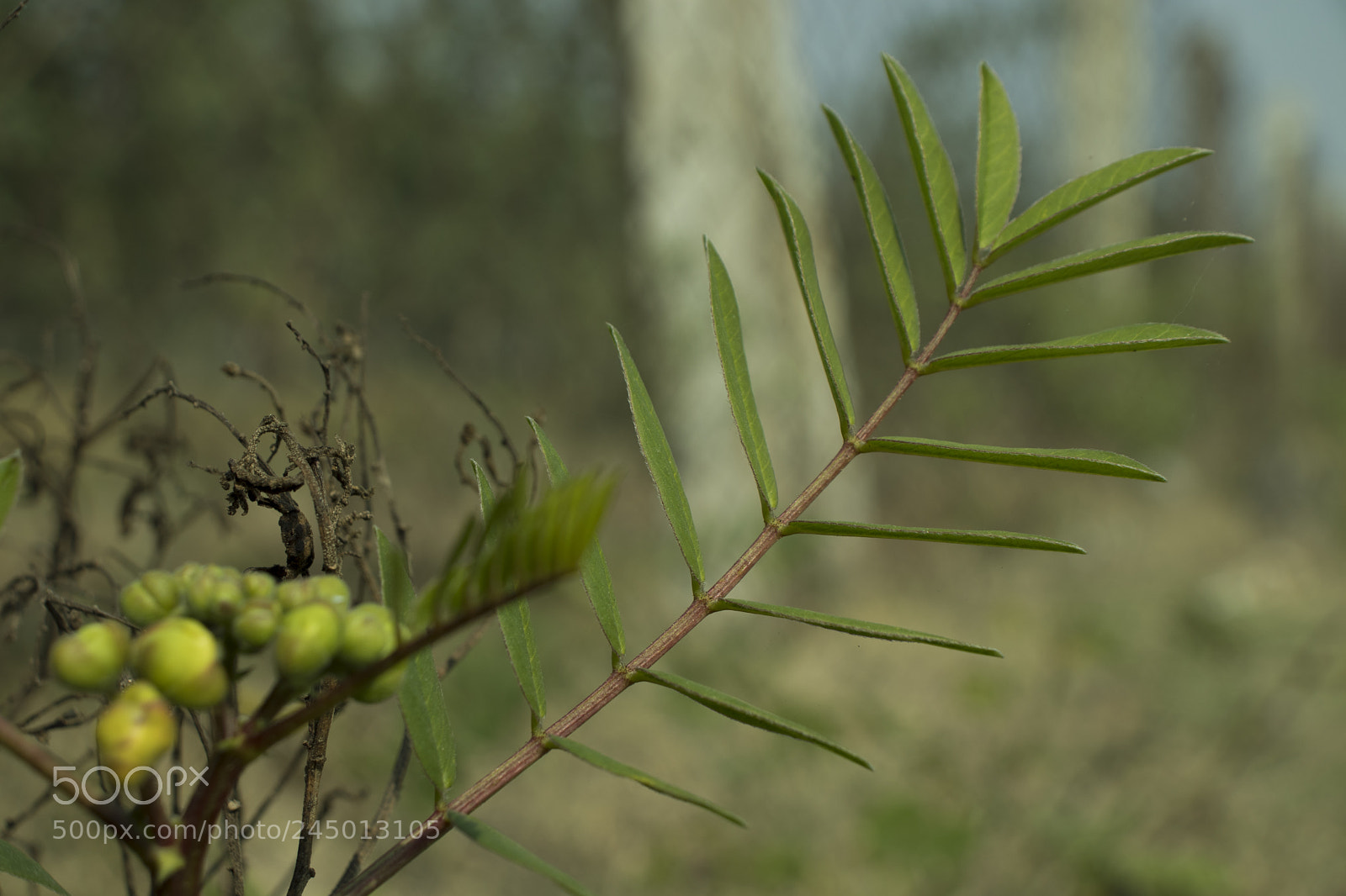 Canon EOS 77D (EOS 9000D / EOS 770D) sample photo. C photography