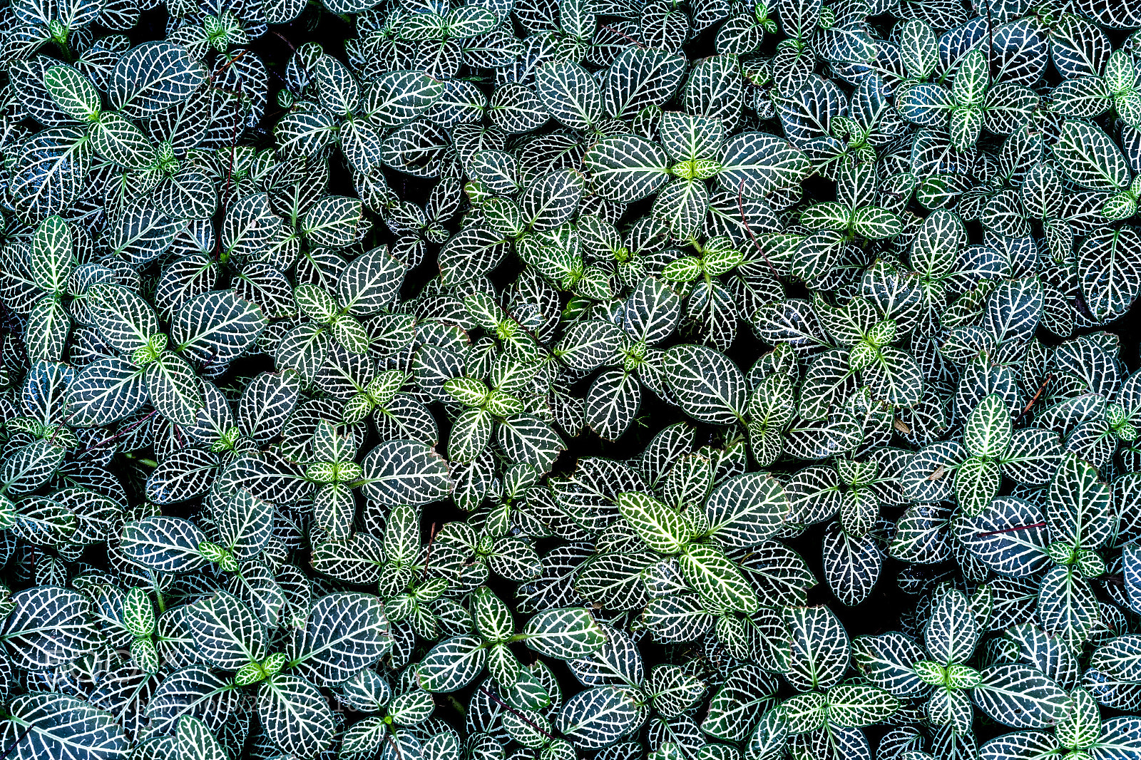 Nikon D500 sample photo. Fittonia verschaffeltii photography
