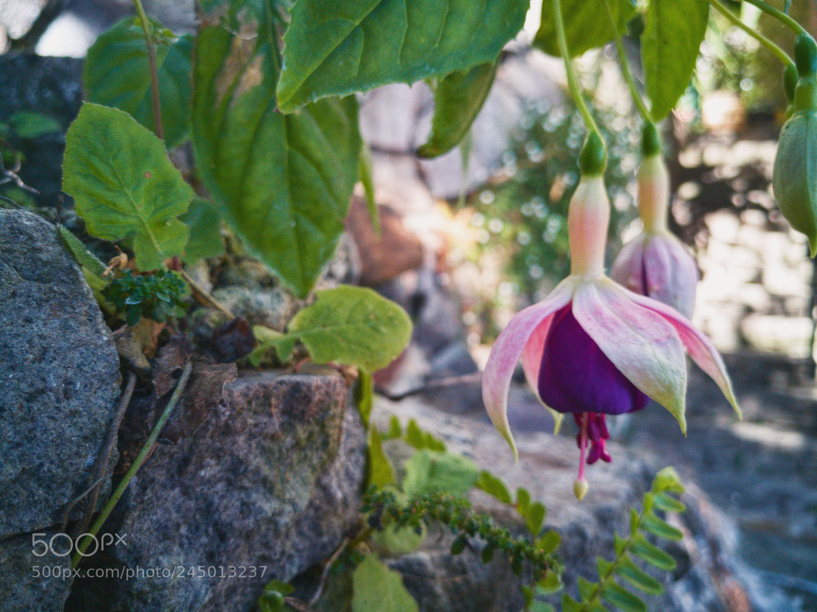 HUAWEI P10 sample photo. Lady flower photography