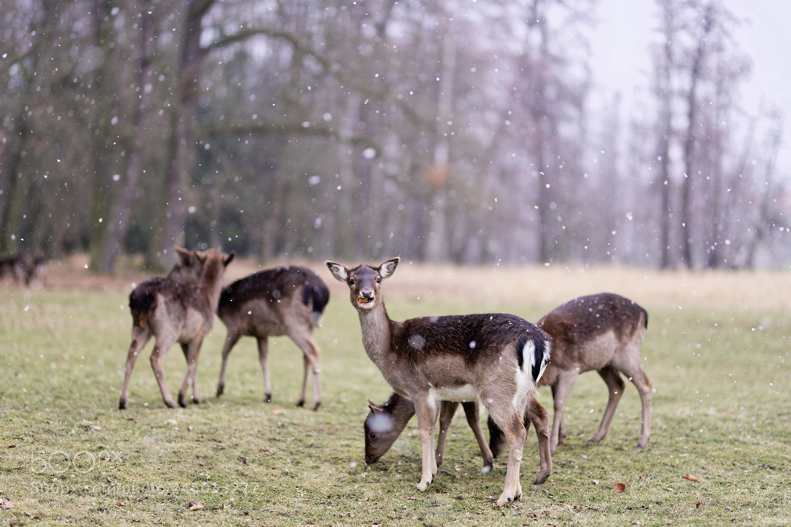 Nikon D850 sample photo. Winter fallow deer photography