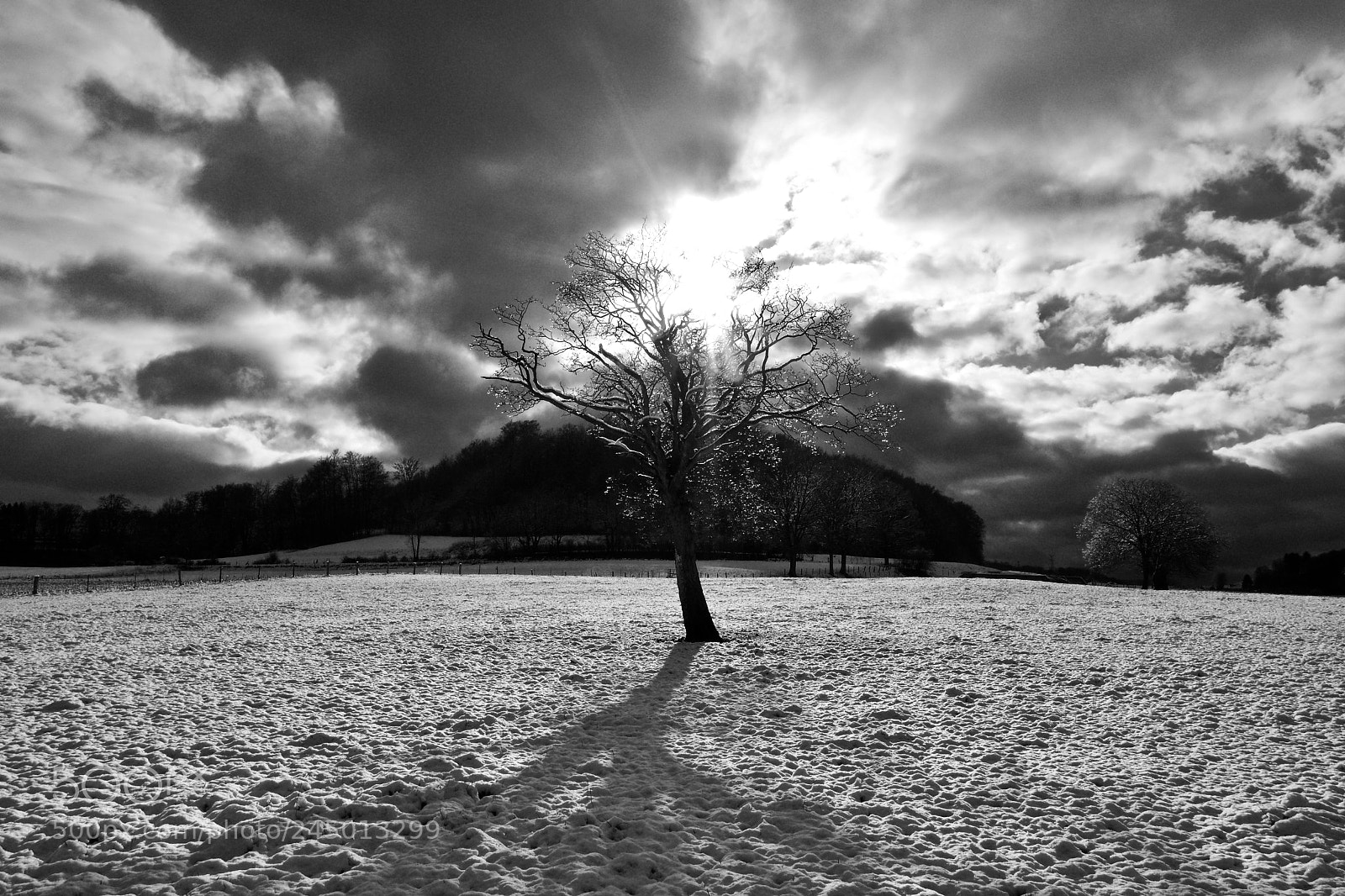Nikon D500 sample photo. Untitled photography