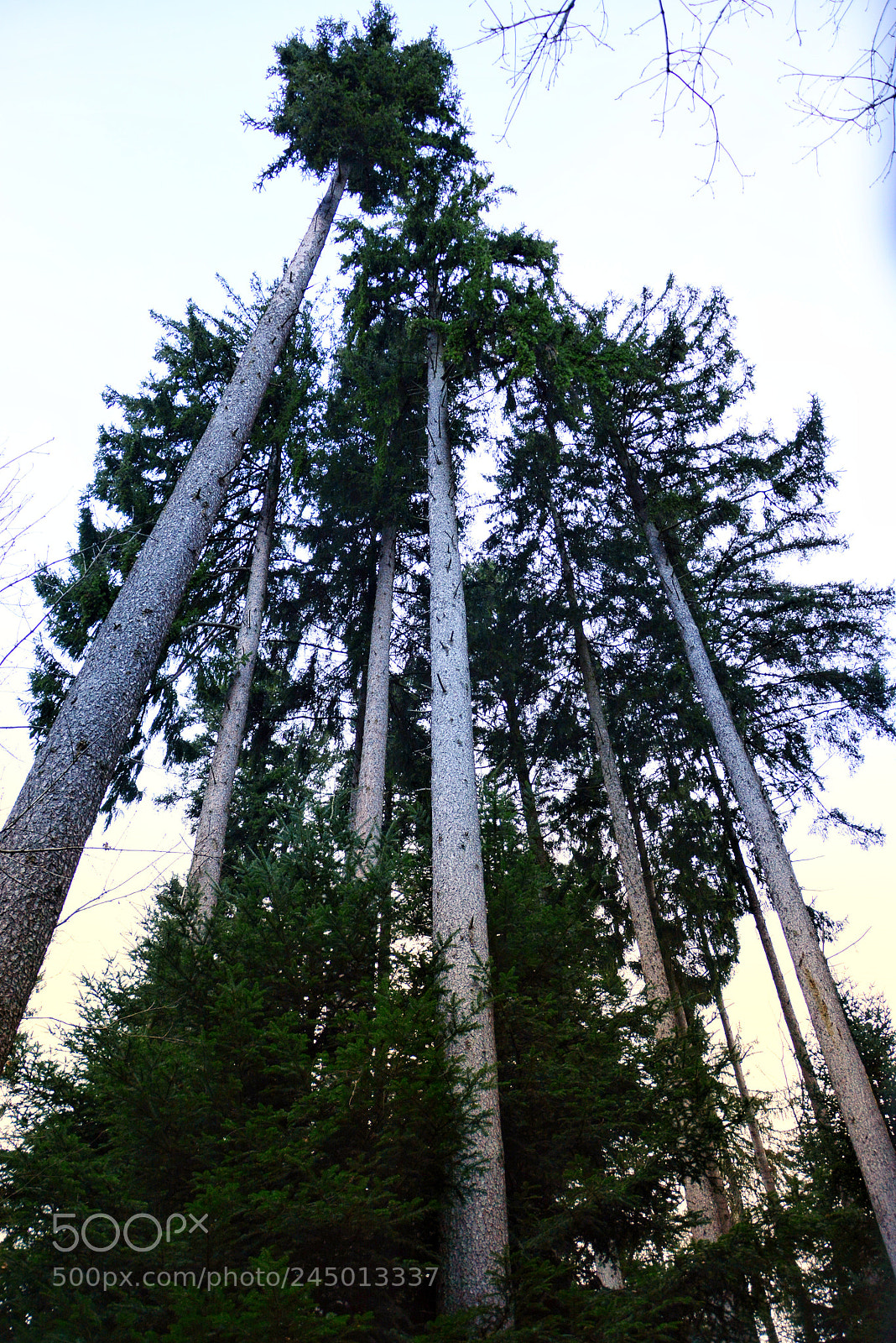 Nikon D7100 sample photo. My forest photography