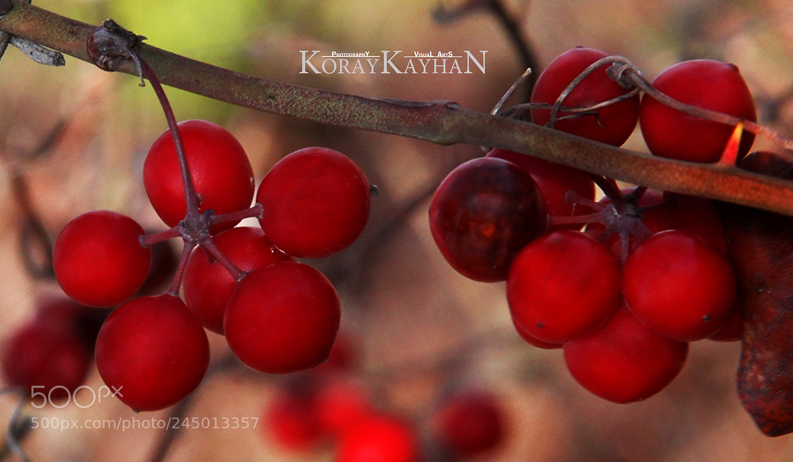 Canon EOS 60D sample photo. Ivy fruit photography