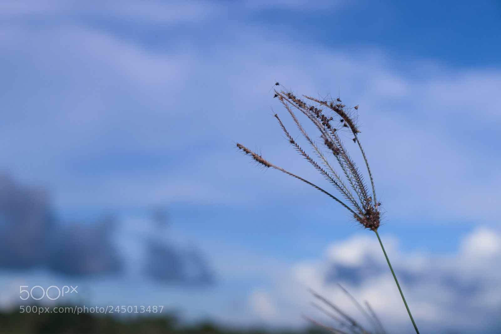 Canon EOS 77D (EOS 9000D / EOS 770D) sample photo. Img photography