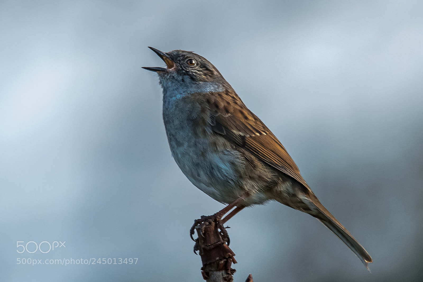 Nikon D850 sample photo. Singing dunnock ii photography