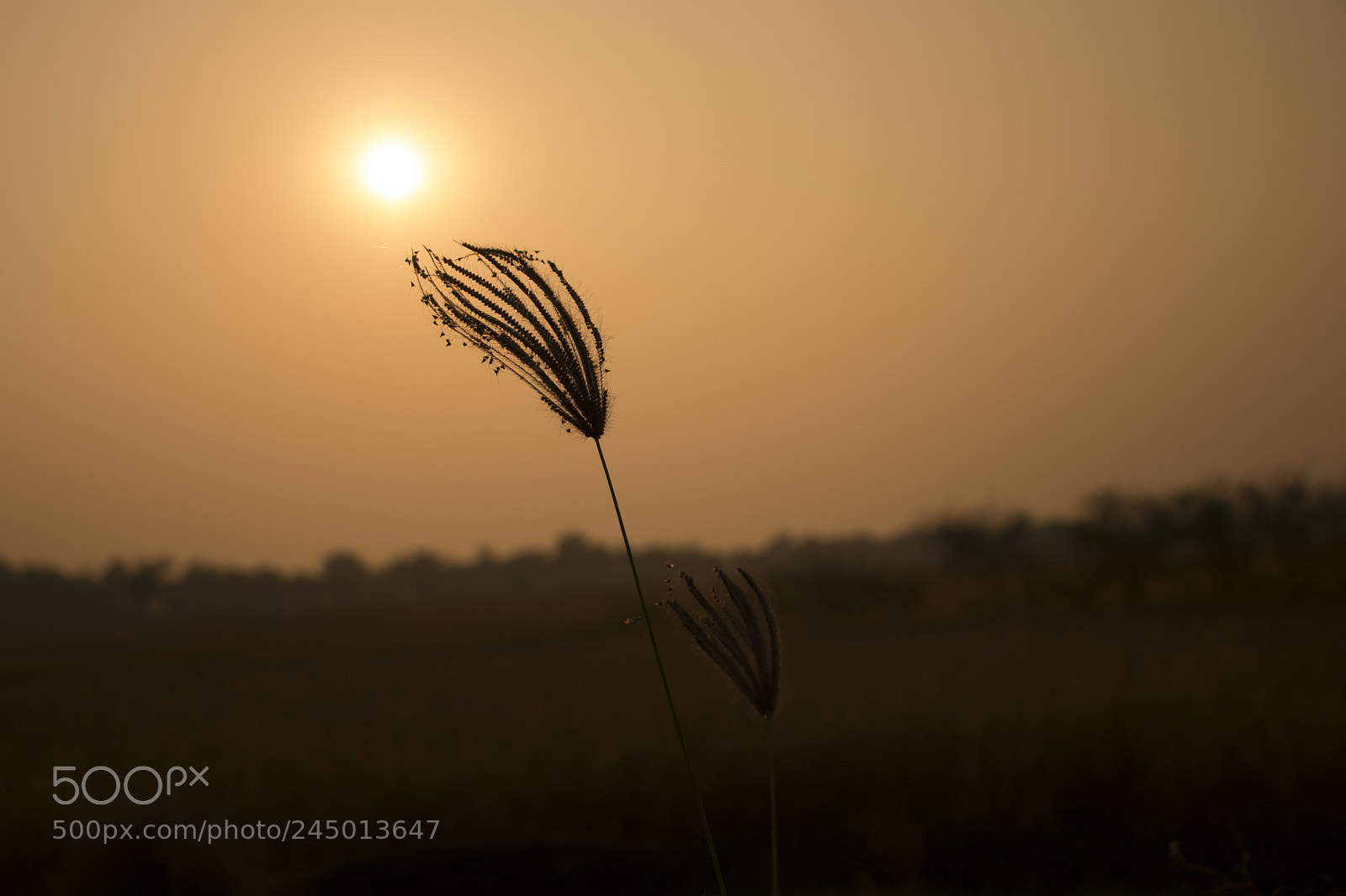 Canon EOS 77D (EOS 9000D / EOS 770D) sample photo. Img photography