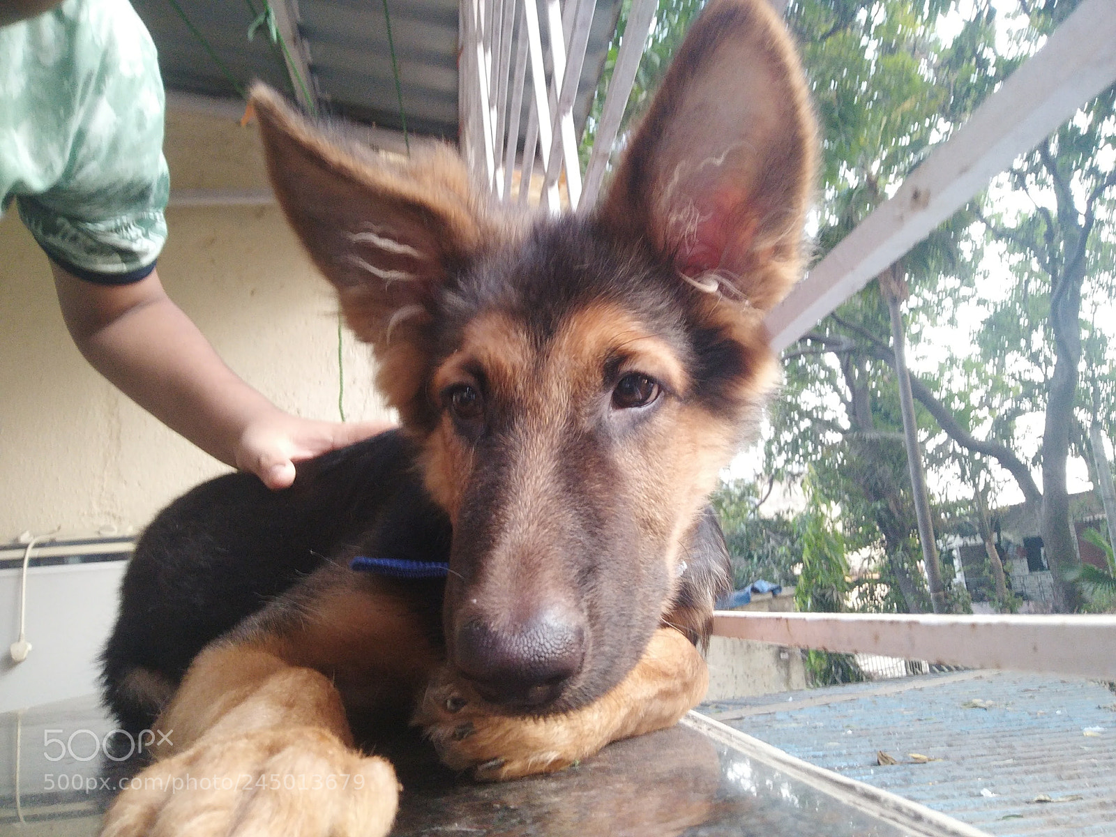 OnePlus A3003 sample photo. My pet photography