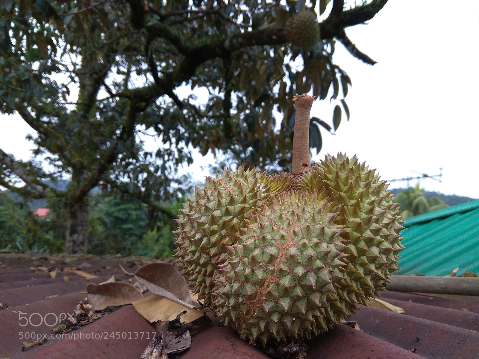 Xiaomi Redmi Note 4 sample photo. Durian photography