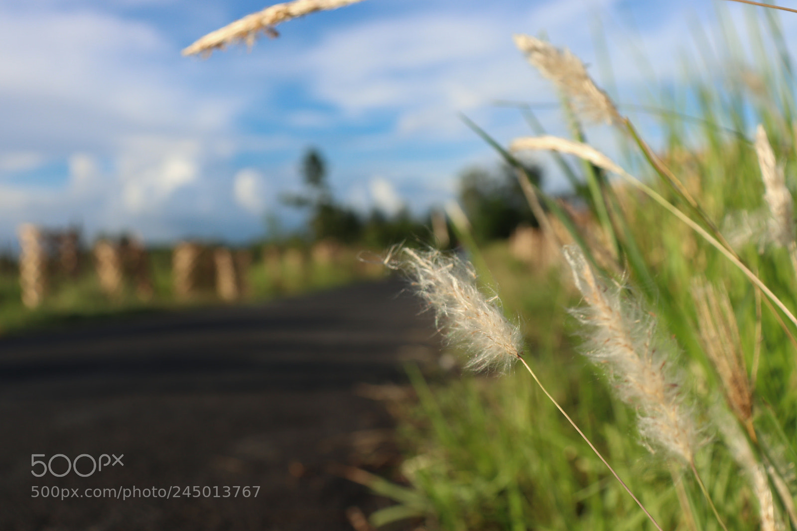 Canon EOS 77D (EOS 9000D / EOS 770D) sample photo. Shadow of nature a.panja photography