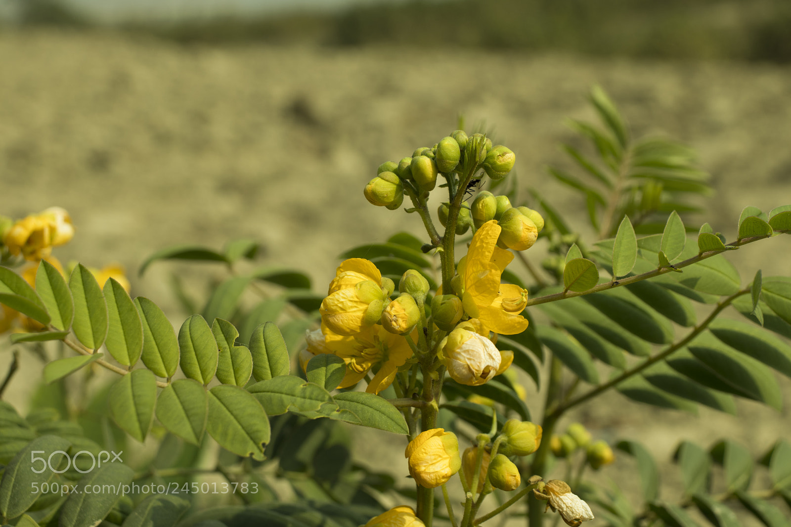 Canon EOS 77D (EOS 9000D / EOS 770D) sample photo. Shadow of nature a.panja photography