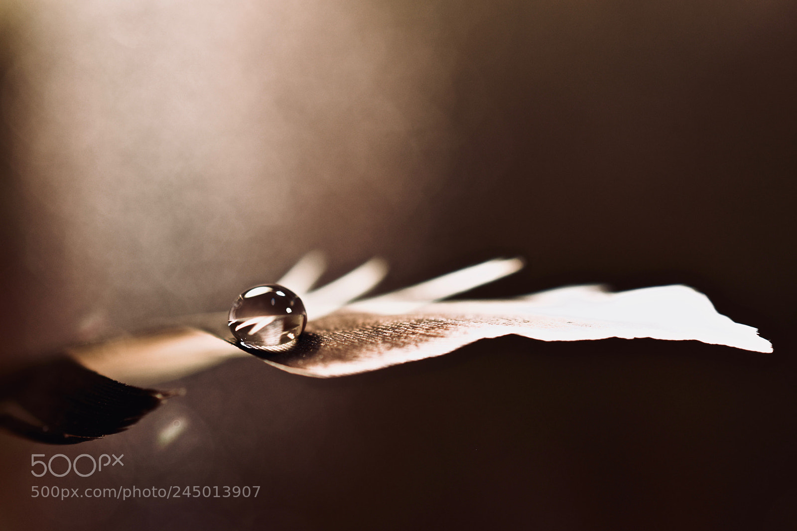 Nikon D5600 sample photo. Peaceful droplet photography
