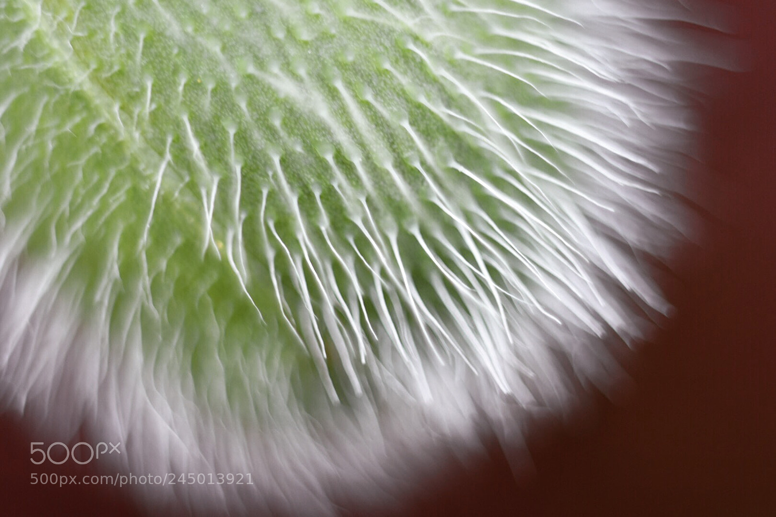 Nikon D7200 sample photo. Poppy photography