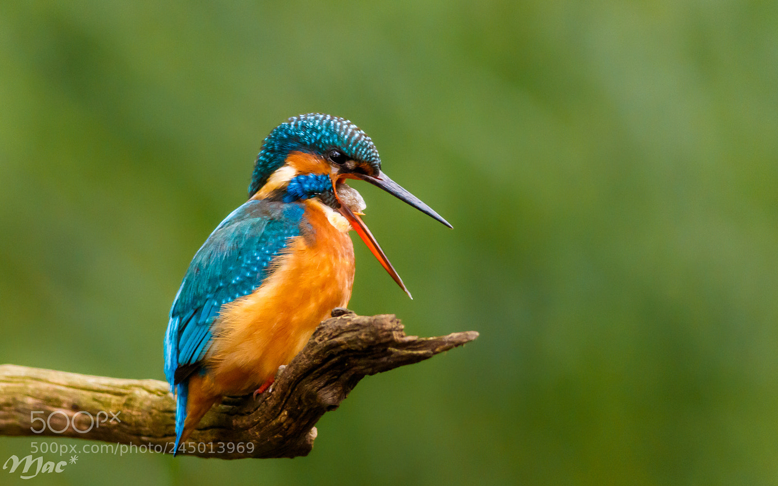 Canon EOS 7D Mark II sample photo. Kingfisher-ijsvogel photography