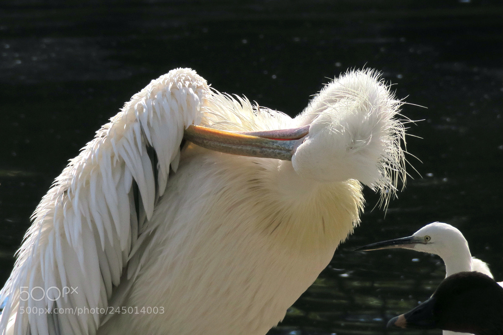 Canon PowerShot G3 X sample photo. Pelican photography