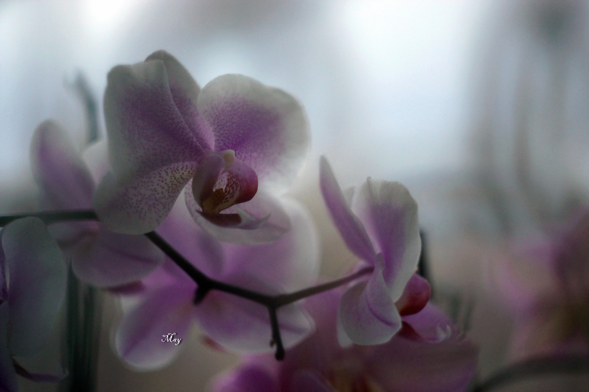 Sony SLT-A65 (SLT-A65V) + Minolta AF 50mm F1.7 sample photo. Orchids photography