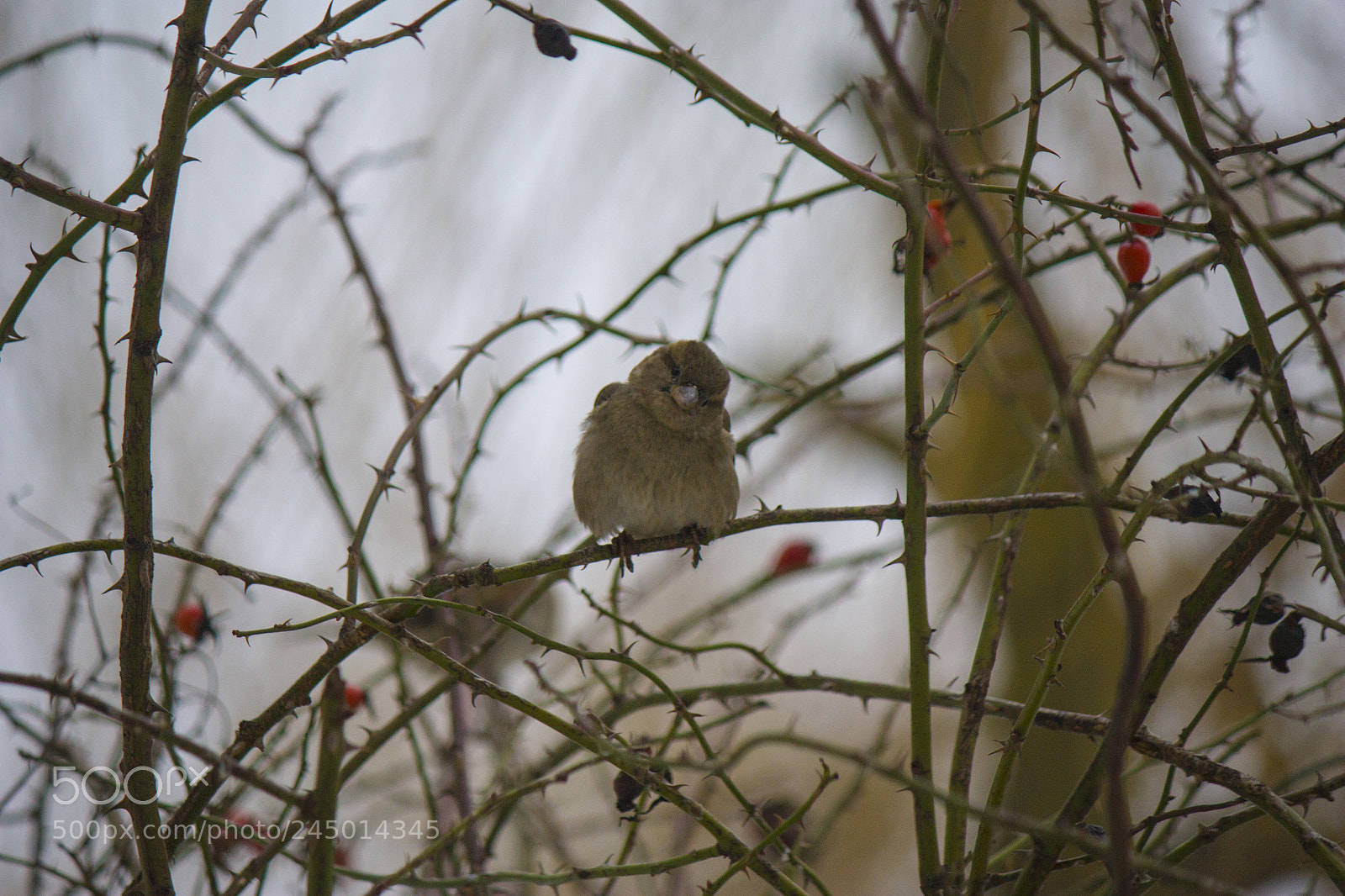 Canon EOS 450D (EOS Rebel XSi / EOS Kiss X2) sample photo. Sparrow on a branch photography