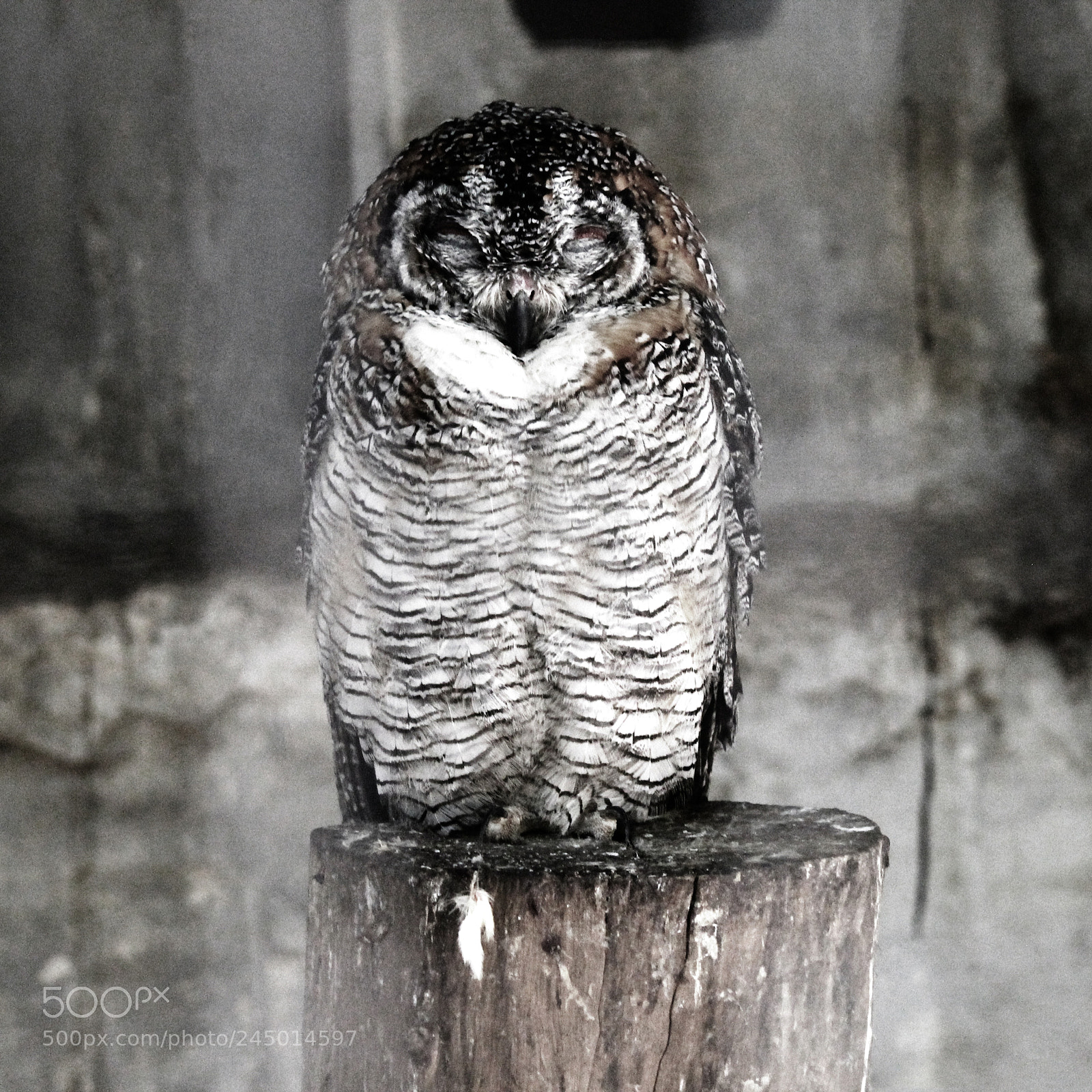 Canon EOS 1100D (EOS Rebel T3 / EOS Kiss X50) sample photo. Sleeping owl photography