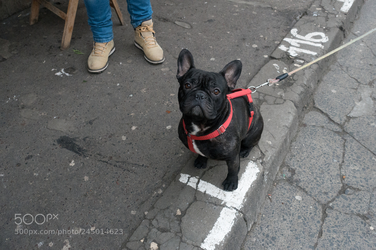 Sony Cyber-shot DSC-RX100 III sample photo. Dog in krakow photography
