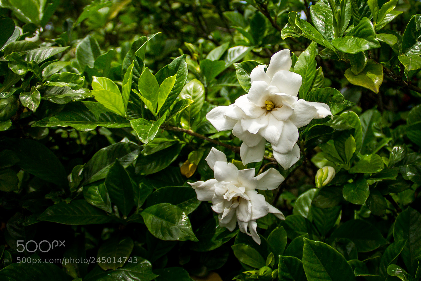 Canon EOS 1100D (EOS Rebel T3 / EOS Kiss X50) sample photo. Blooming magnolia photography