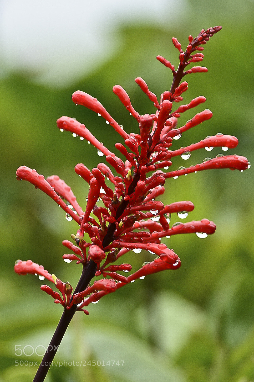 Nikon D7100 sample photo. Natureza em gotas. photography