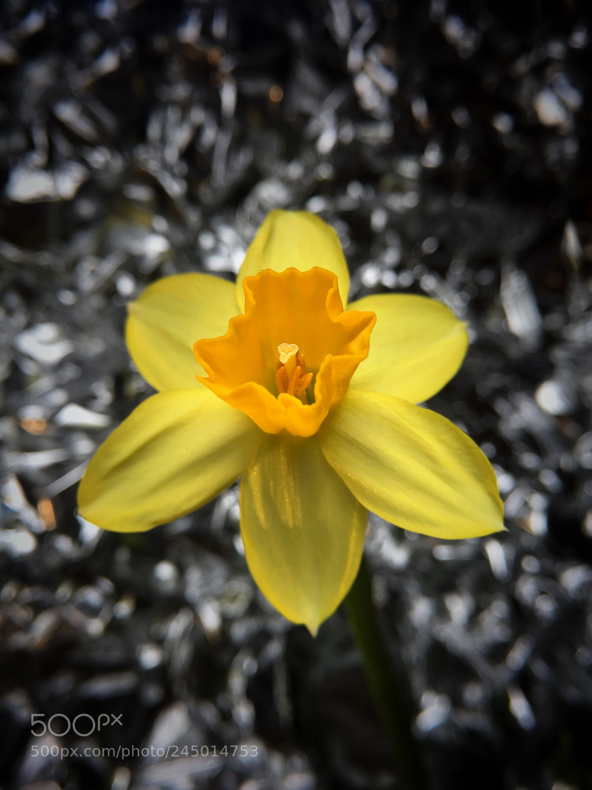 Apple iPhone 6s Plus sample photo. 花 photography