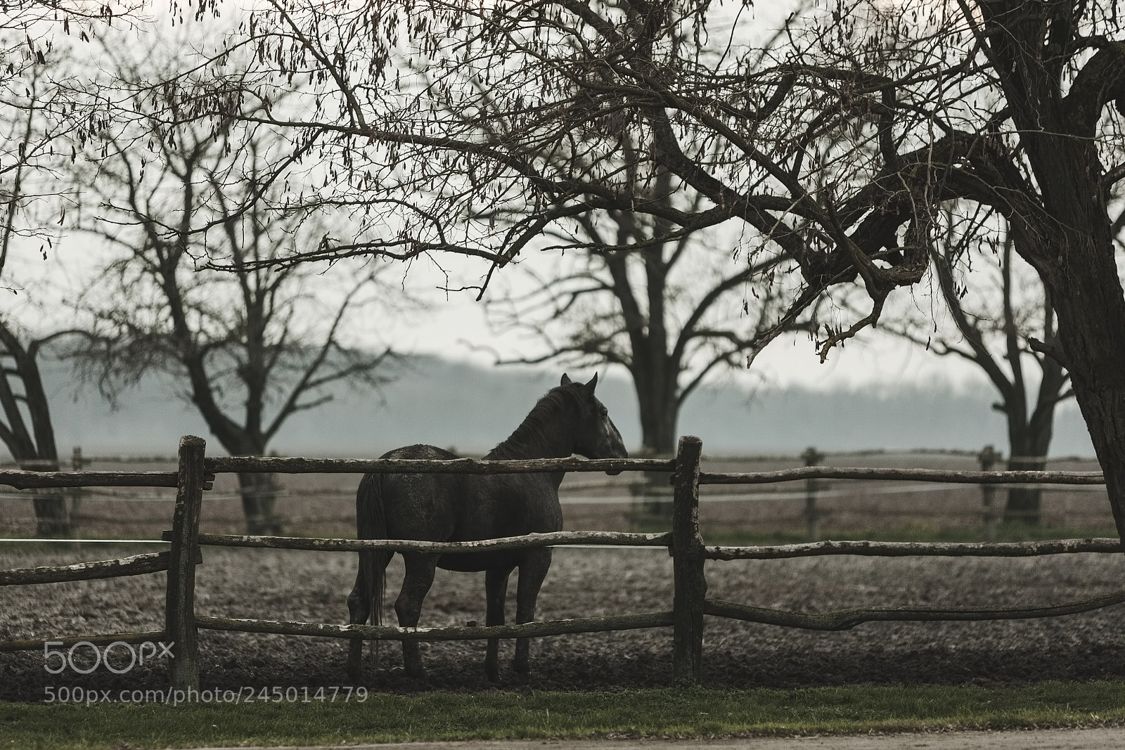 Canon EOS 5D sample photo. Lipizzaner photography