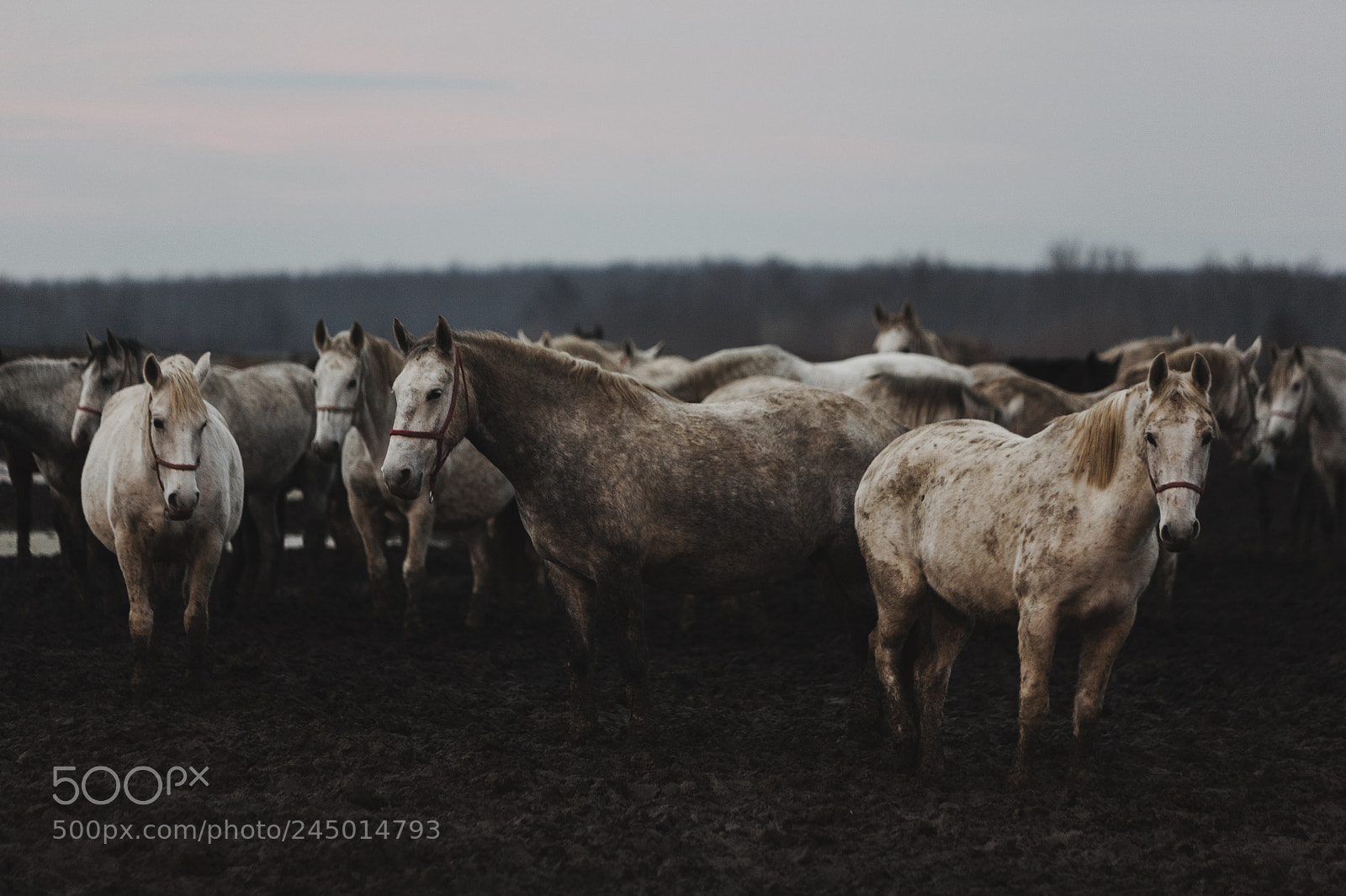 Canon EOS 5D sample photo. Lipizzaner photography