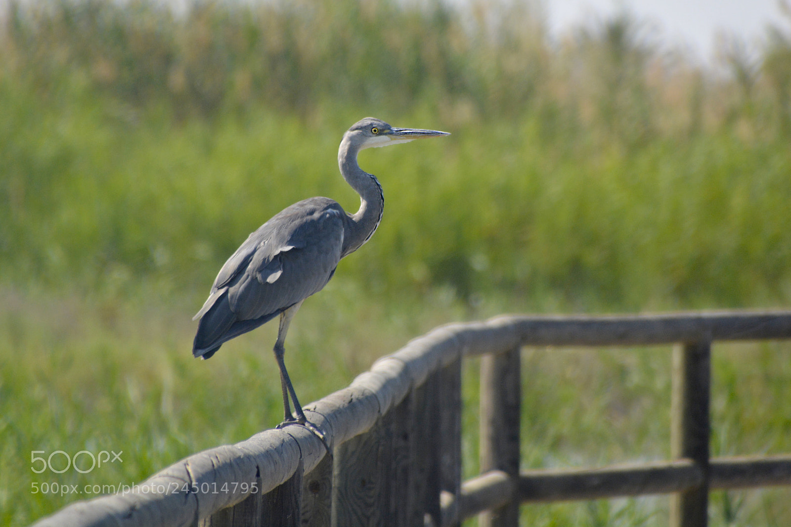 Nikon D5200 sample photo. A stop along the photography