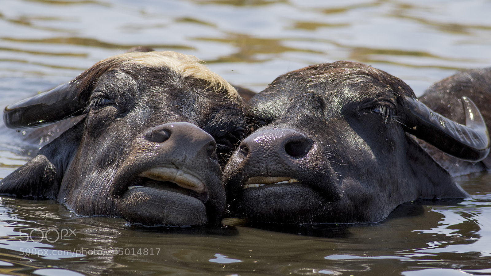 Canon EOS 7D Mark II sample photo. Water buffalo photography