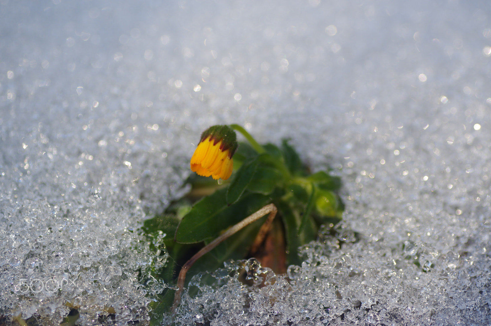 Pentax K-3 II + Tamron SP AF 90mm F2.8 Di Macro sample photo. 雪の中に咲く　it blooms in the snow photography