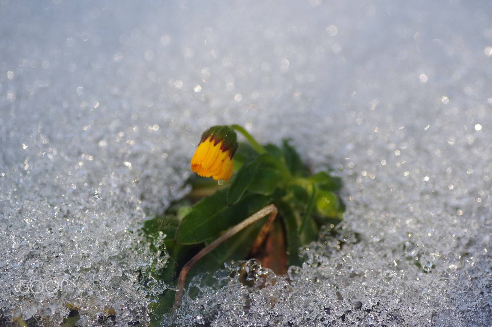 Tamron SP AF 90mm F2.8 Di Macro sample photo. 雪の中に咲く　it blooms in the snow photography