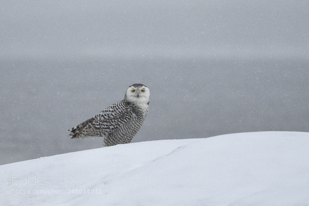 Canon EOS 7D Mark II sample photo. Snowy owl in storm photography