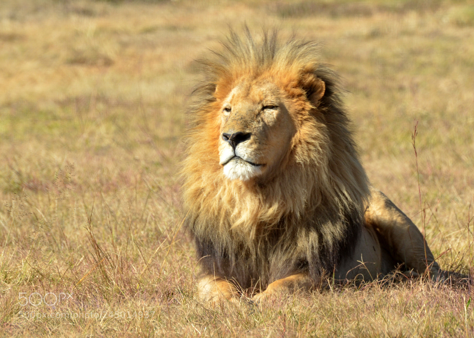 Nikon D5100 sample photo. King of the jungle photography