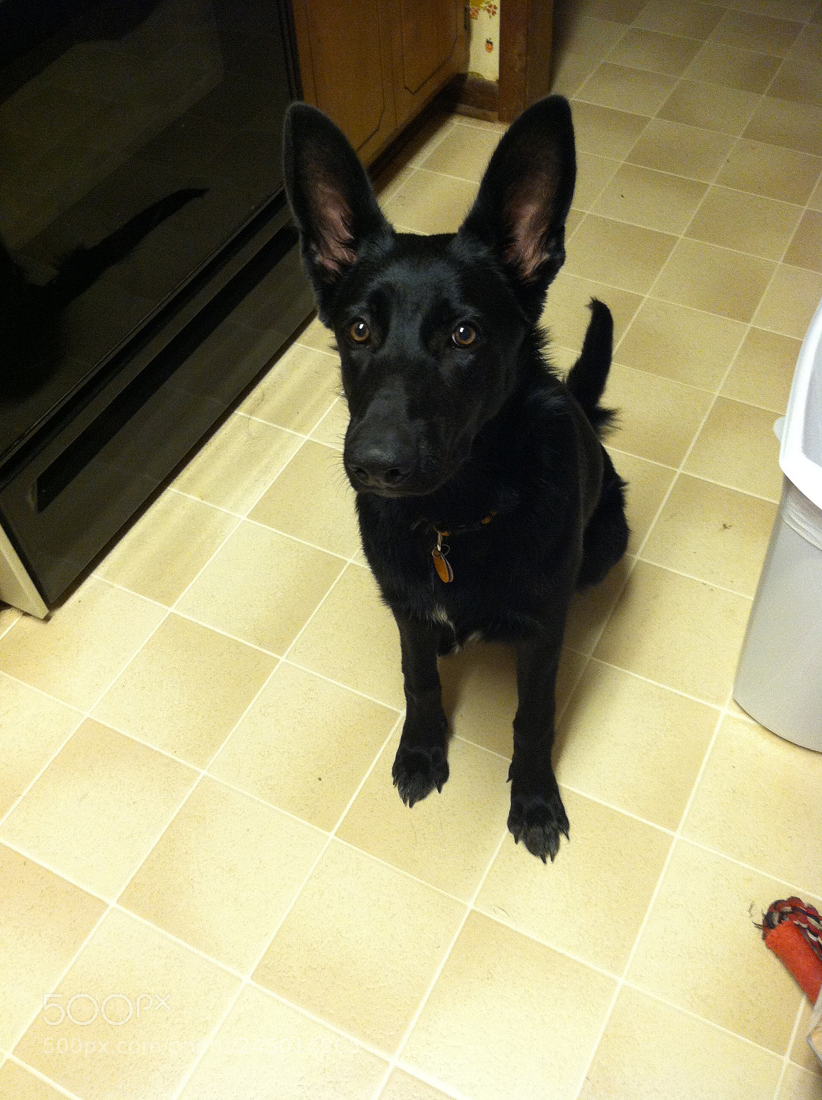 Apple iPhone 4 sample photo. Gsd aggie - 4 months photography