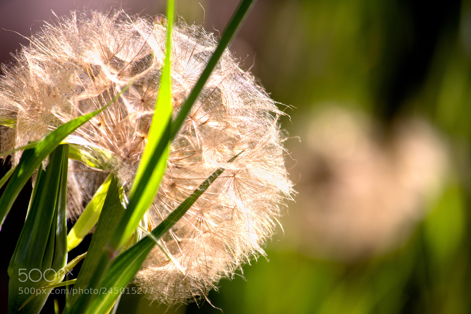 Nikon D7200 sample photo. Dried flower photography