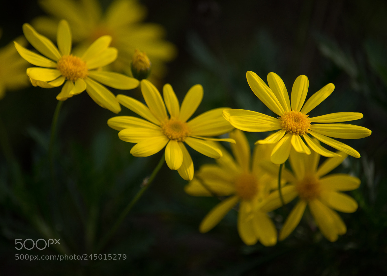 Nikon D7200 sample photo. Garden illumination photography