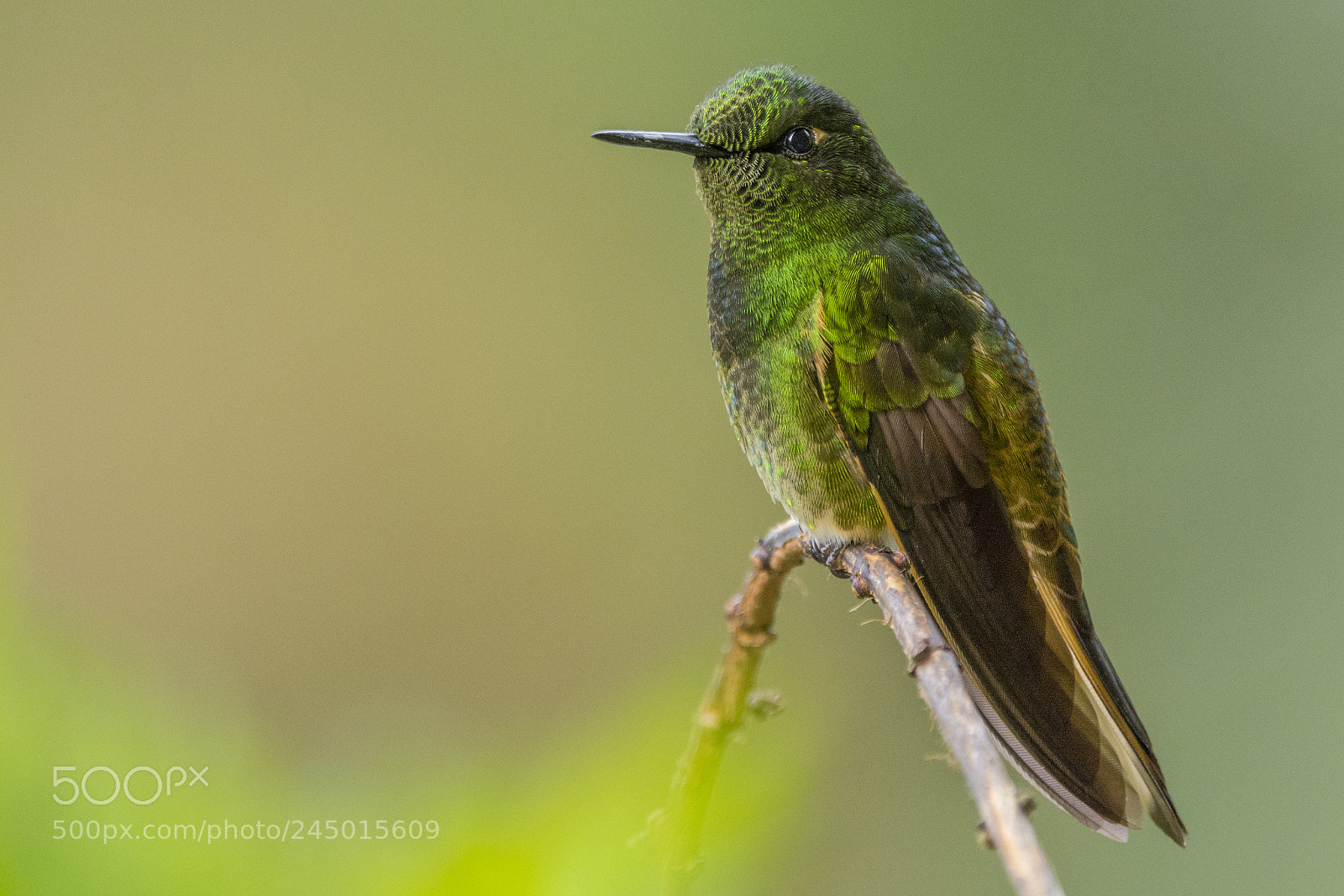 Nikon D7100 sample photo. Buff-tailed coronet photography