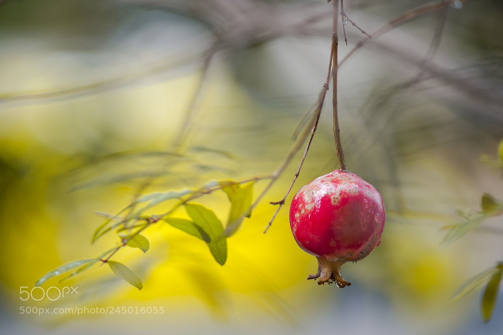 Nikon D700 sample photo. Pomegranate plant photography