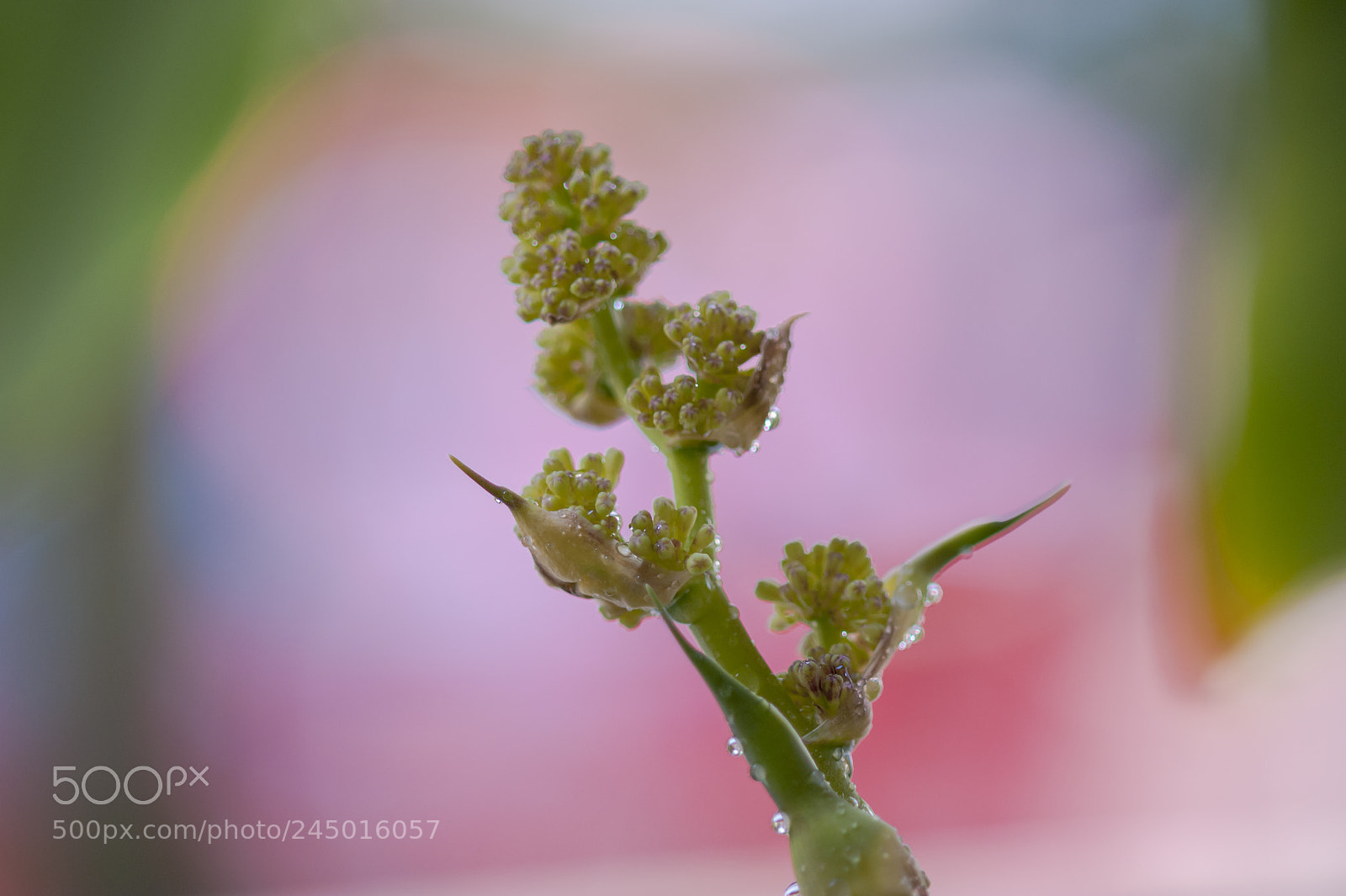 Nikon D700 sample photo. 铁树花 photography