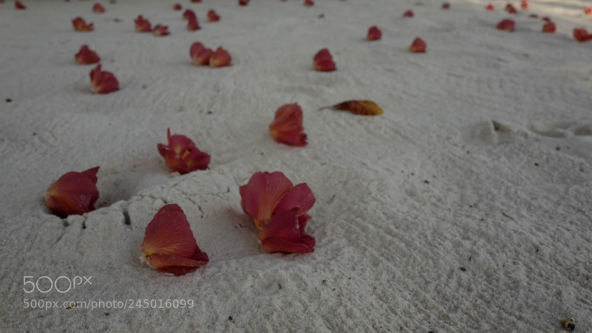 Leica Q (Typ 116) sample photo. Untitled photography