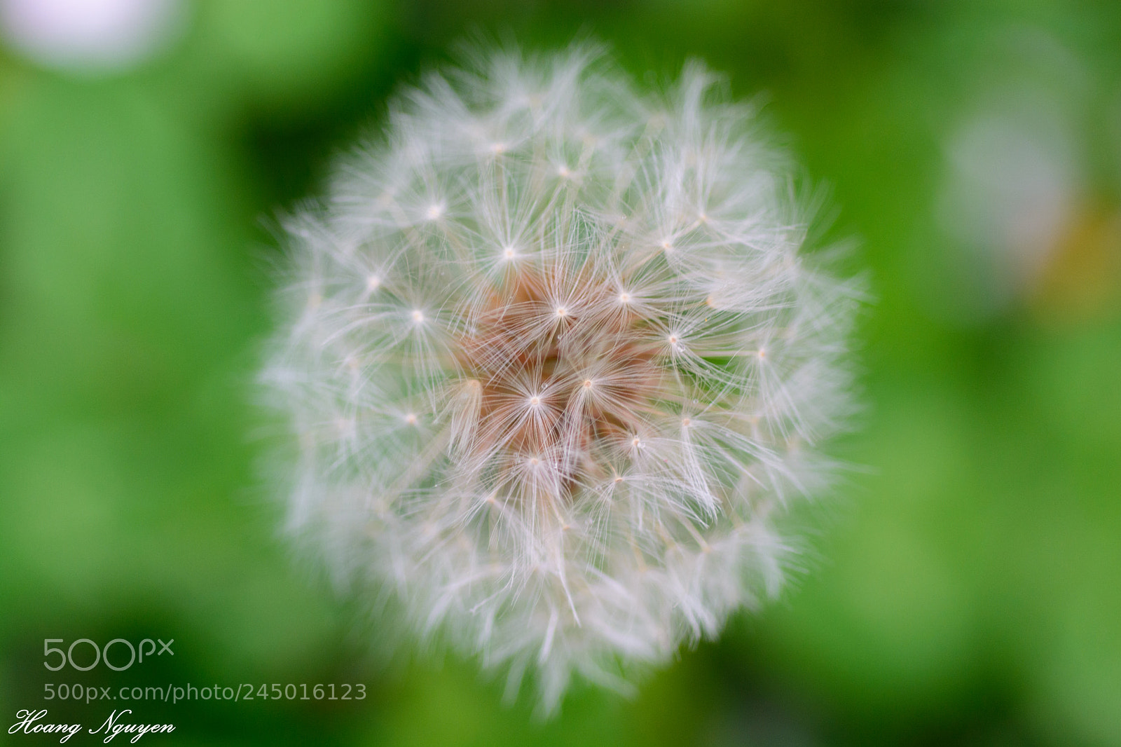 Nikon D7100 sample photo. Dandelion in the wind photography