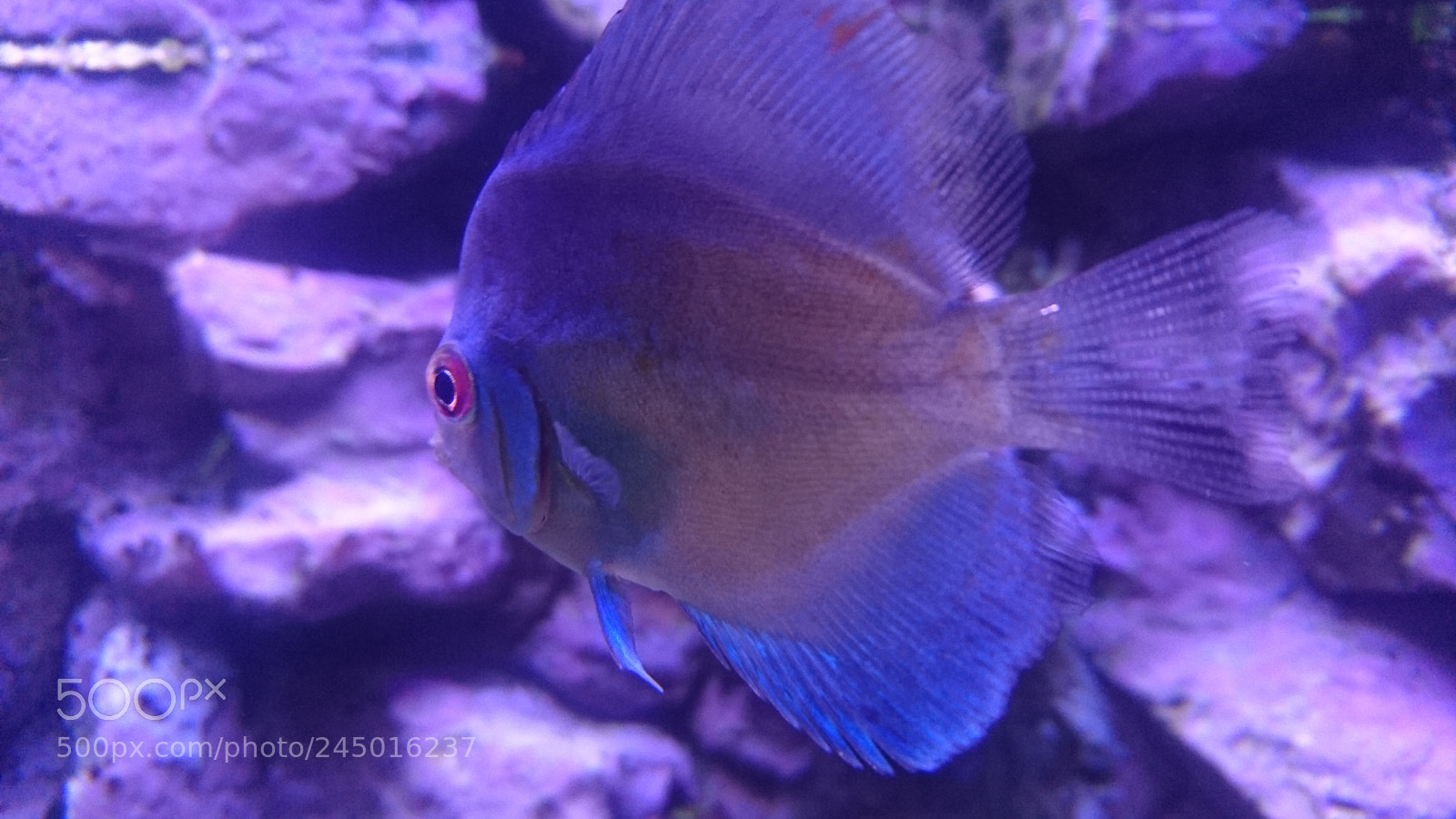 Sony Xperia Z5 sample photo. Little purple photography