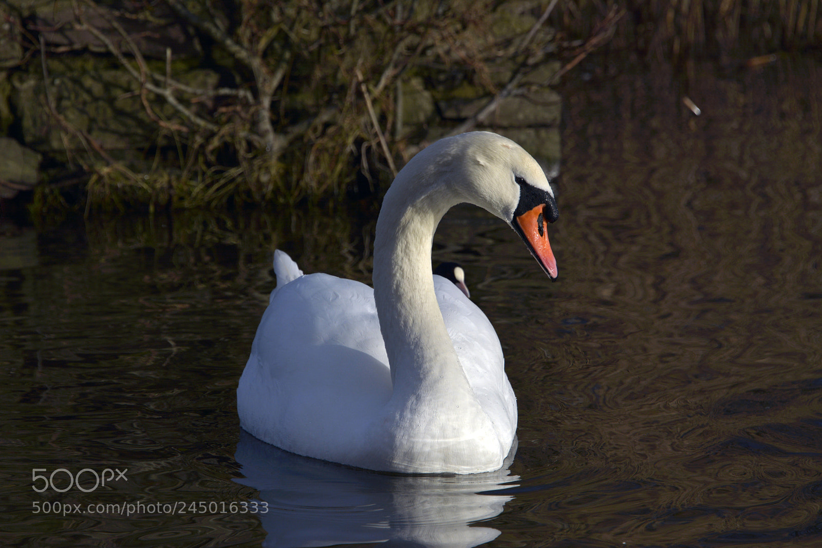 Nikon D7100 sample photo. Swan photography