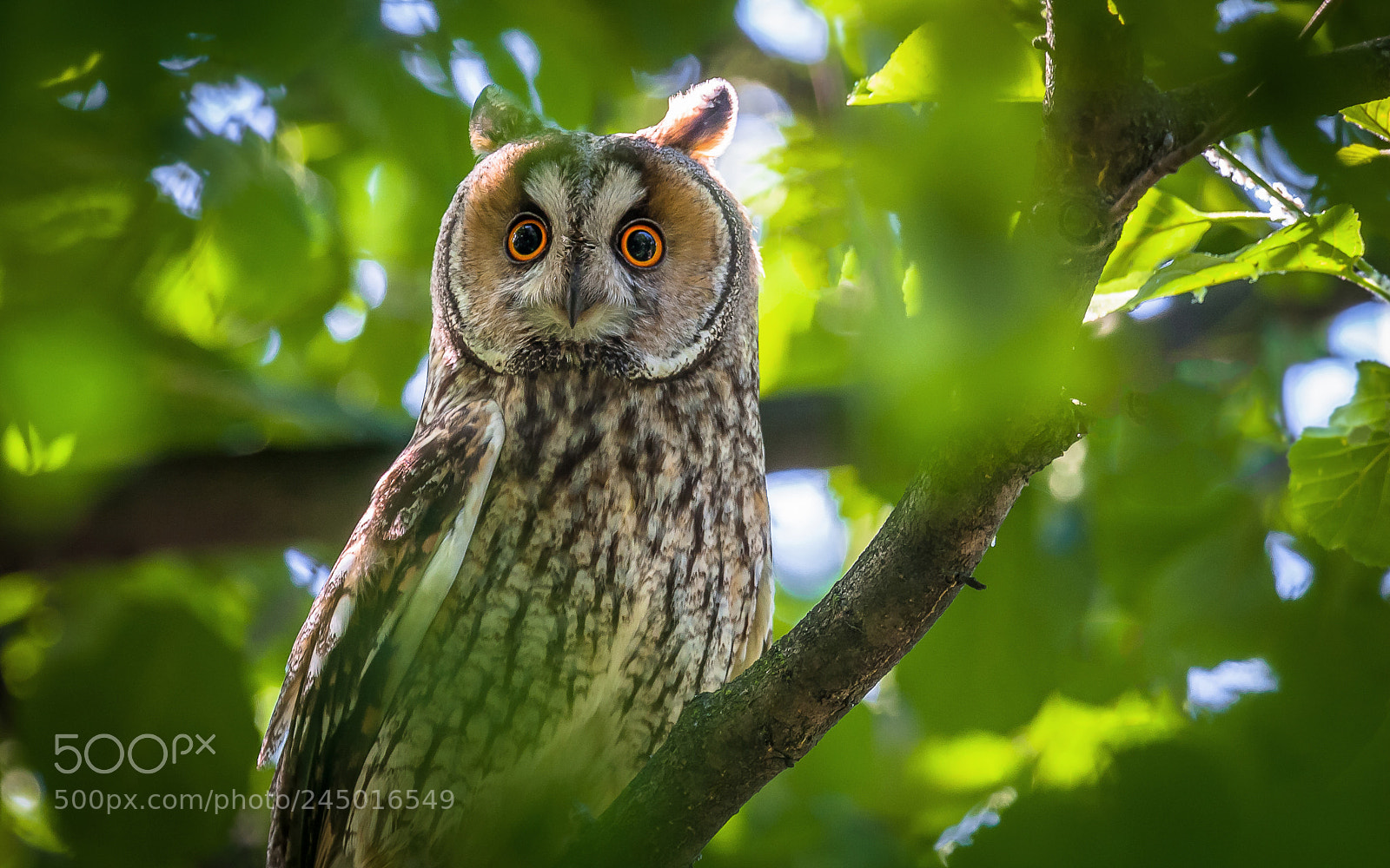 Canon EOS 40D sample photo. Portrait of long eared photography